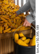 close up hand holding corn corb. Стоковое фото, агентство Ingram Publishing / Фотобанк Лори
