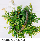 green plant twigs flowers hamper. Стоковое фото, агентство Ingram Publishing / Фотобанк Лори