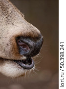 close up wild deer forest 2. Стоковое фото, агентство Ingram Publishing / Фотобанк Лори