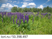 Фиолетеовые люпины (лат. Lupinus) цветут на лугу летним солнечным днем. Стоковое фото, фотограф Елена Коромыслова / Фотобанк Лори