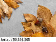 flat lay dry leaves 31. Стоковое фото, агентство Ingram Publishing / Фотобанк Лори