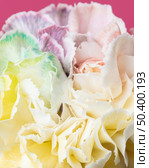 beautiful bloomed flower close up 4. Стоковое фото, агентство Ingram Publishing / Фотобанк Лори