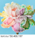 beautiful macro bloomed flower 2. Стоковое фото, агентство Ingram Publishing / Фотобанк Лори