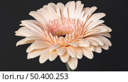 close up beautiful bloomed flower 2. Стоковое фото, агентство Ingram Publishing / Фотобанк Лори
