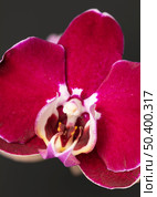 close up pretty bloomed flower 3. Стоковое фото, агентство Ingram Publishing / Фотобанк Лори