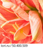 pretty macro peachy flower. Стоковое фото, агентство Ingram Publishing / Фотобанк Лори