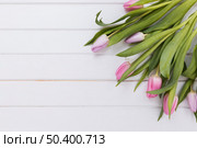 wonderful delicate tulips white. Стоковое фото, агентство Ingram Publishing / Фотобанк Лори