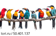 A diverse group of vibrant birds perched on a tree branch, displaying a range of colors and sizes. Some birds are preening while others are scanning their surroundings. Стоковое AI-изображение, AI-художник Данила Большаков / Фотобанк Лори