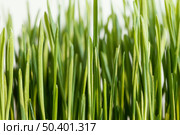 close up natural grass 7. Стоковое фото, агентство Ingram Publishing / Фотобанк Лори