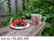 Ягоды малины, клубники, красной и черной смородины, вишни и крыжовника на  блюдце. Стоковое фото, фотограф Лариса Веселова / Фотобанк Лори