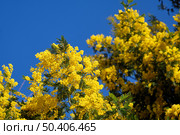 Acacia dealbata tree in blossom. This plant with yellow flowers is also known as mimosa. Стоковое фото, фотограф Сергей Пристяжнюк (Serg Zastavkin) / Фотобанк Лори