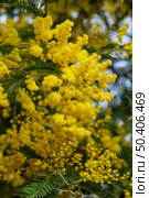 Acacia dealbata tree in blossom. This plant with yellow flowers is also known as mimosa. Стоковое фото, фотограф Сергей Пристяжнюк (Serg Zastavkin) / Фотобанк Лори