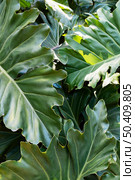tropical leafage plants. Стоковое фото, агентство Ingram Publishing / Фотобанк Лори