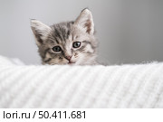 Adorable tabby kitten peeks over white knitted blanket. Ideal for concepts of curiosity, innocence and charming pet imagery. Стоковое фото, фотограф Елена Никишина / Фотобанк Лори