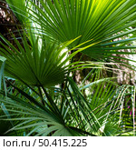 tropical herbage plants. Стоковое фото, агентство Ingram Publishing / Фотобанк Лори