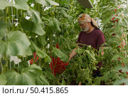 Vertical cultivation of watermelons and melons in a greenhouse. Portrait of an adult man surrounded by agricultural crops with an armful of cut stepsons from melon bushes. Стоковое фото, фотограф Роман Дзюбало / Фотобанк Лори