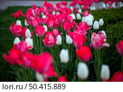 Red and white tulips bloom vibrantly in a garden, clustered together with lush green leaves. They stand tall above the neatly trimmed green bushes, with a stone path faintly visible. Стоковое фото, фотограф Алина Лебедь / Фотобанк Лори