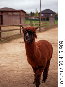 Brown alpaca with dark face stands on a dirt path in front of wooden fence. Greenery and outbuildings are visible in the background, under an overcast sky. Стоковое фото, фотограф Алина Лебедь / Фотобанк Лори