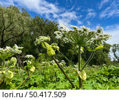 Цветущий борщевик. Стебли и соцветия. Flowering hogweed. Stems and inflorescences. Стоковое фото, фотограф Александр Рыбалка / Фотобанк Лори