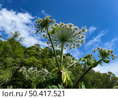 Цветущий борщевик. Стебли и соцветия. Flowering hogweed. Stems and inflorescences. Стоковое фото, фотограф Александр Рыбалка / Фотобанк Лори