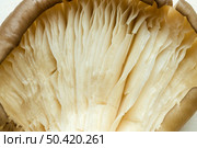 close up mushroom. Стоковое фото, агентство Ingram Publishing / Фотобанк Лори