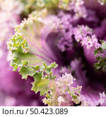 beautiful purple flower nature. Стоковое фото, агентство Ingram Publishing / Фотобанк Лори