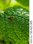 close up spider green leaf. Стоковое фото, агентство Ingram Publishing / Фотобанк Лори