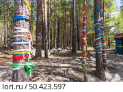 Лес с сакральным смыслом. Аршан. Редакционное фото, фотограф Анастасия Юдина / Фотобанк Лори