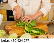 Chopped cabbage to prepare fermented preserved vegetables. Cabbage kimchi and sauerkraut sour cabbage. . Стоковое фото, агентство Ingram Publishing / Фотобанк Лори