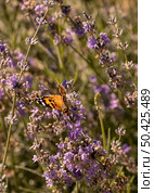 beautiful butterfly nature concept. Стоковое фото, агентство Ingram Publishing / Фотобанк Лори