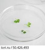 high angle petri dish biotechnology laboratory. Стоковое фото, агентство Ingram Publishing / Фотобанк Лори