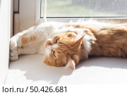 A ginger cat stretched out on a white windowsill, resting his paws on the wall, enjoying the sunlight coming through the window. Стоковое фото, фотограф Коханова Наталья / Фотобанк Лори