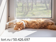 The ginger cat stretched out on the white windowsill at full length, enjoying the sunlight coming through the window. Стоковое фото, фотограф Коханова Наталья / Фотобанк Лори