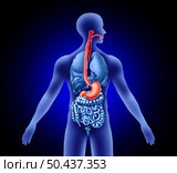 Esophagus And Stomach concept with trachea as a human organ representing swallowing or sore throat and digestive symptoms with 3D illustration elements. . Стоковое фото, агентство Ingram Publishing / Фотобанк Лори