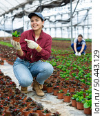 Young woman worker sitting down holding a pot of peperomia in greenhouse. Стоковое фото, фотограф Яков Филимонов / Фотобанк Лори