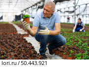 Old man grower sitting down and looking to the pot of peperomia in greenhouse. Стоковое фото, фотограф Яков Филимонов / Фотобанк Лори