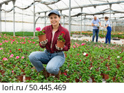 female gardener shows and offers to choose between pink and red geraniums transplant seedlings. Стоковое фото, фотограф Яков Филимонов / Фотобанк Лори