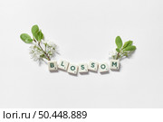 Blossom word formed of scrabble tiles with spring flower on white background.. Scrabble tiles with blossom on white background. Стоковое фото, агентство Ingram Publishing / Фотобанк Лори