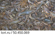 Live crayfish in a basket. A crayfish with claws crawls over a basket of crayfish. Стоковое видео, видеограф Александр Прошкин / Фотобанк Лори