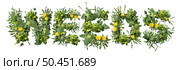 Weeds and dandelion with clover and crab grass pest weed problem as unwanted plants as a symbol for herbicide use in the garden or gardening for lawn care isolated on white. Стоковое фото, агентство Ingram Publishing / Фотобанк Лори
