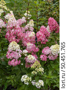 Hydrangea paniculata sort Fraise Melba hydrangea with pink flowers blooms in the garden in summer. Стоковое фото, фотограф Ольга Сейфутдинова / Фотобанк Лори