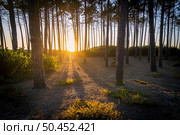 Surfers walking through the pine forest at sunset on top of a sand dune in Maceda, Ovar - Portugal. Стоковое фото, агентство Ingram Publishing / Фотобанк Лори