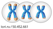 Telomere shortening aging concept and reduction of telomeres located on the end caps of a chromosome resulting in damaging DNA resulting in shorter life or short lifespan as a 3D illustration. Стоковое фото, агентство Ingram Publishing / Фотобанк Лори