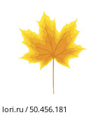 Autumn maple leaf. Leaf fall. Vector illustration. Стоковая иллюстрация, агентство Ingram Publishing / Фотобанк Лори
