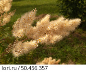 Sorbaria sorbifolia - Fieldfare blooms profusely in the summer. Стоковое фото, фотограф Володина Ольга / Фотобанк Лори