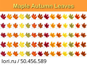 Autumn maple leaf set. Autumn Leaves fall. Vector illustration. Стоковая иллюстрация, агентство Ingram Publishing / Фотобанк Лори
