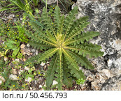 Wild plant Launaea (lat.- Launaea capitata) Стоковое фото, фотограф Irina Opachevsky / Фотобанк Лори