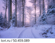 Road in snowy forest in beautiful winter at sunset. Colorful landscape with trees in snow, trail, purple sky in evening. Snowfall in woods. Wintry woodland. Snow covered forest at dusk. Trees in hoar. Стоковое фото, агентство Ingram Publishing / Фотобанк Лори