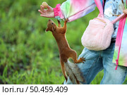 Белка Sciurus vulgaris. Белка выпрашивает еду у человека. Стоковое фото, фотограф Александр Тарасенков / Фотобанк Лори