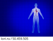 Human Cardiovascular Circulation on a blue background with heart and arteries anatomy from a healthy body on a blue background as a medical healthcare symbol of an inner organ as a health chart in a 3D illustration style. Стоковое фото, агентство Ingram Publishing / Фотобанк Лори